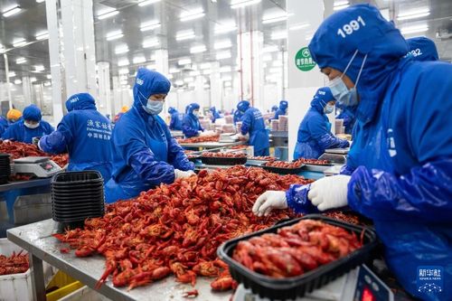 小龍蝦撬動大產業 湖南南縣畜牧漁業飼料銷售迎來新機遇