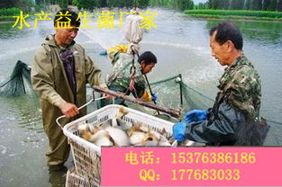 養(yǎng)蝦微生態(tài)制劑在水質(zhì)改良中的應(yīng)用及市場選擇指南